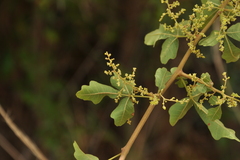 Rhus mysorensis